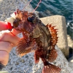 須磨海岸🐟釣り仲間募集🐟おかっぱり釣りクラブ - 神戸市