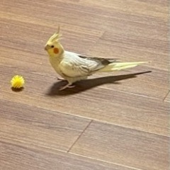 オカメインコ(薄黄色)の鳥を探してください