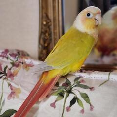 ウロコインコ🐦