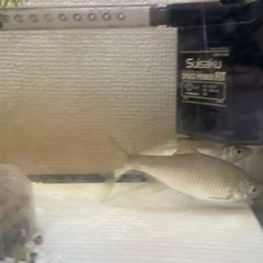 淡水魚あげます、勝どきまで来られる方の画像