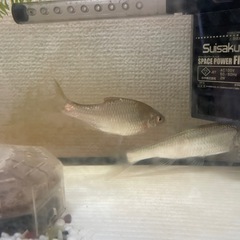 淡水魚あげます、勝どきまで来られる方の画像