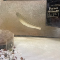 淡水魚あげます、勝どきまで来られる方の画像