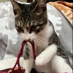 子猫オス【津田沼】