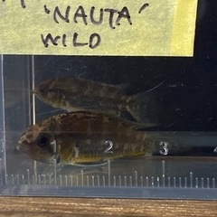 入荷情報　10月27日の画像