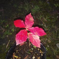 紅葉中　ドングリの木