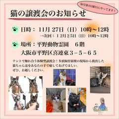 猫とふれあう譲渡会