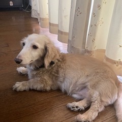 おとなしいダックスちゃんです
