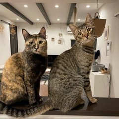 助けて下さい。キジトラ&サビ猫 オスメス
