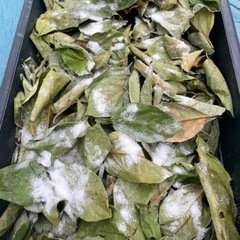 柿の葉　500枚の画像