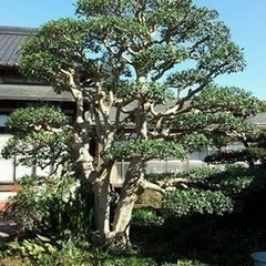 植木職人！！