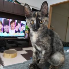 至急‼　新しいご家族探しています。