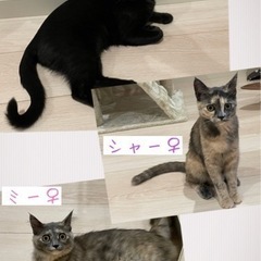 子猫3きょうだい☆7ヶ月☆