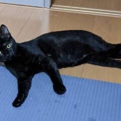 トライアル決定のため、一旦募集を停止します🐱避妊手術済み🐱約１才...