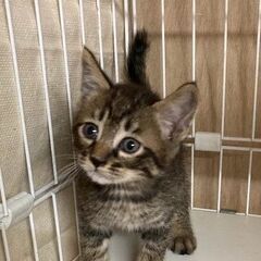 ☆ちびっこキジトラ丸顔男子☆ボクちゃん