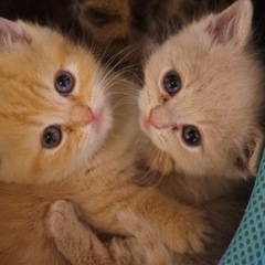 ブリーダー　アシスタント・スタッフの画像