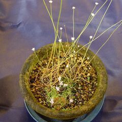 シラタマホシクサ、コモウセンゴケ、ミミカキグサ寄せ植え