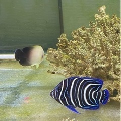 ★交渉成立しました！★【海水魚/生体】サザナミヤッコ、ナメラヤッ...