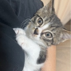 素敵なご家族に迎えていただけました♡ふわふわ、まんまるボディの大地くん
