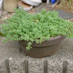 多肉植物鉢植え(クラッスラ・エルネスティの大株)