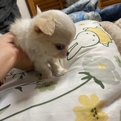 多くの問い合わせありがとうございます。一旦止めさせて貰います。 - 犬