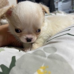 多くの問い合わせありがとうございます。一旦止めさせて貰います。 - 倉敷市