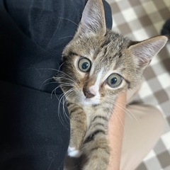 素敵なご家族に迎えていただけました♡ 一番の甘えんぼ太陽くん