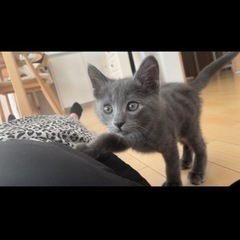 〈決まりました〉グレー オス 2ヶ月