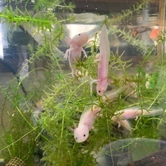 ウーパールーパー（渡済9）