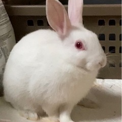ふわふわ白うさぎ
