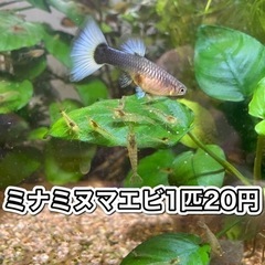 ④ ミナミヌマエビ　10匹200円♪