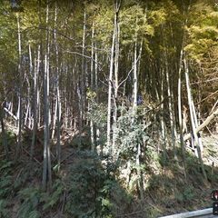 竹林　竹の子　筍　タケノコ　たけのこ堀り