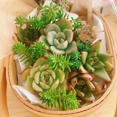 寄せ植えセットの画像