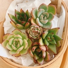 寄せ植えセットの画像