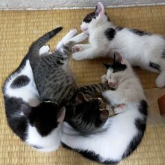 9月1日生まれ　子猫　5匹おります