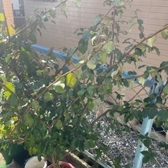 西洋グミ　160㌢〜の画像