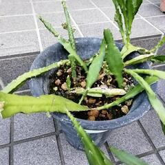 クジャクサボテン株