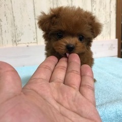 ★時給1300円！日払い可能！！毎週！金曜！！トリマーさん募集★