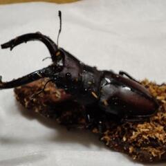 【決まりました】ノコギリクワガタ飼育セット一式
