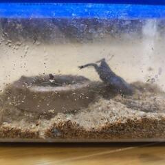 【決まりました】ノコギリクワガタ飼育セット一式
の画像