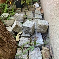 ピンコロ　ミカゲ