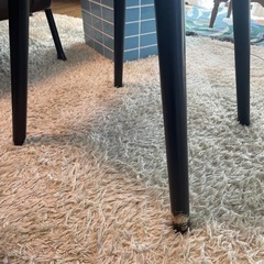 ☆楽譜/ウィンク,川村かおり,KAN,山田邦子,愛は勝つ/バンドスコア