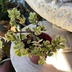 多肉植物　雅楽の舞