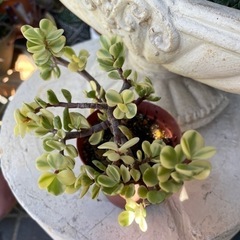 多肉植物　雅楽の舞の画像