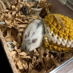 編み物友達になってくれませんか😊 - 八王子市