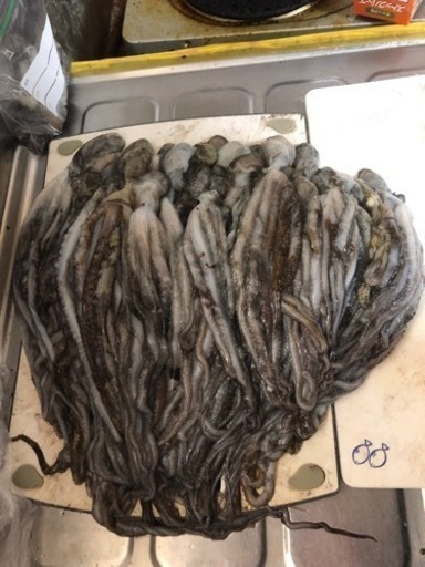 シガヤーダコ  45匹2.8kgまとめて9000円