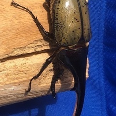 ヘラクレスオオカブト♂135mm &♀の画像