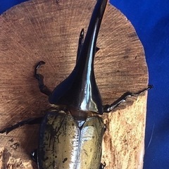 ヘラクレスオオカブト♂135mm &♀の画像