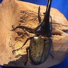 ヘラクレスオオカブト♂135mm &♀の画像