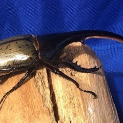 ヘラクレスオオカブト♂135mm &♀
