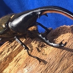 ヘラクレスオオカブト♂135mm &♀の画像